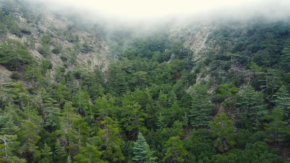 Misty Fog Blowing Over Pine Tree Forest Rainy Weather in Mountains