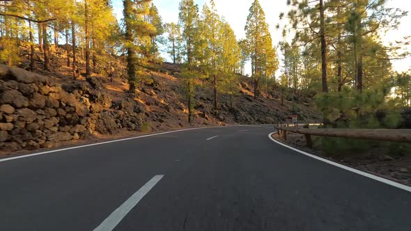 Country road through forest lanscape, Tenerife, Spain