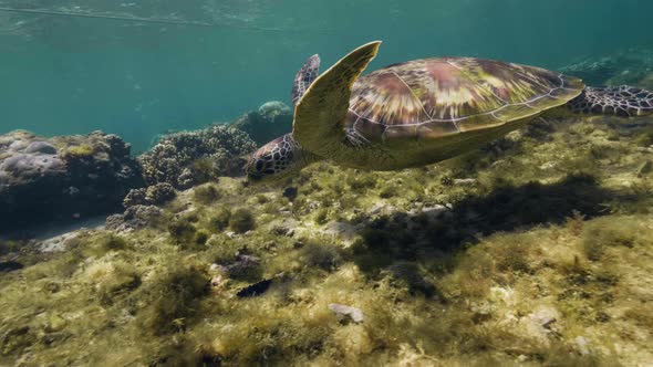 Sea Turtle Swims in Shallow Water of the Coral Reef in the Ocean