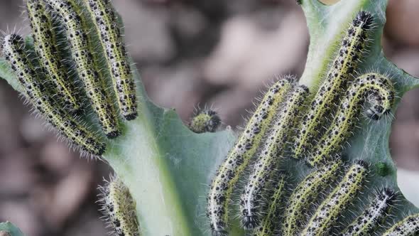 Lot of Caterpillars on Cabbage