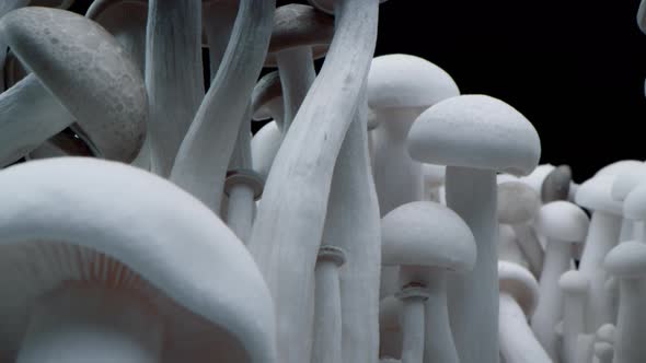 Closeup Porcini Mushrooms