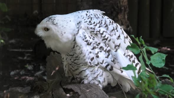 Snowy Owl Close Up