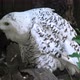 Snowy Owl Close Up - VideoHive Item for Sale