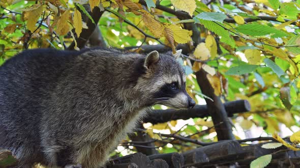 Raccoon (Procyon lotor) and autumn leaves in background. Also known as the North American raccoon