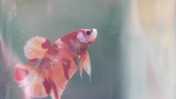 Red fancy betta fish in the aquarium