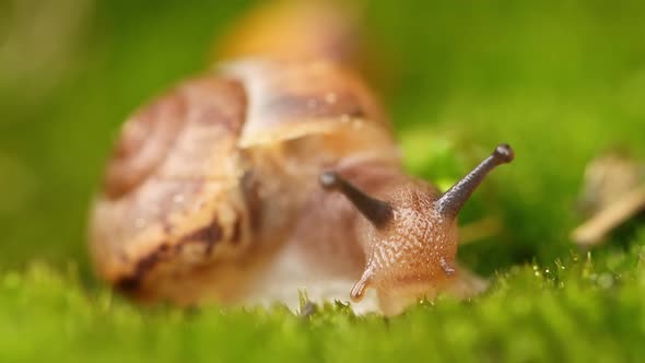 Close-up of a Snail Slowly Creeping in the Sunset Sunlight