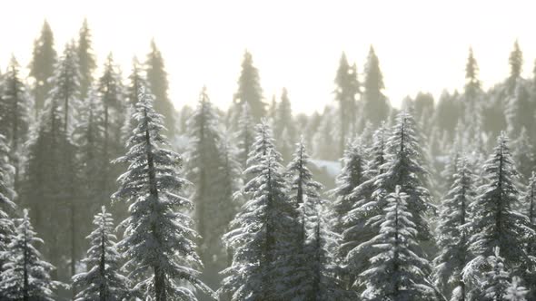 Aerial View of Forest During Cold Winter Morning