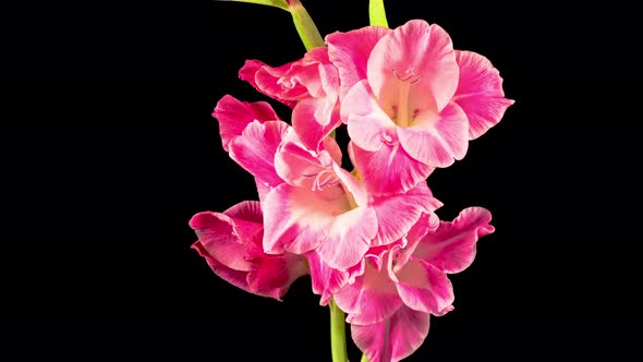 Time lapse of Opening Pink Gladiolus Flower