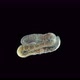 Aulophorus Sp Worm Under a Microscope Family Naididae - VideoHive Item for Sale