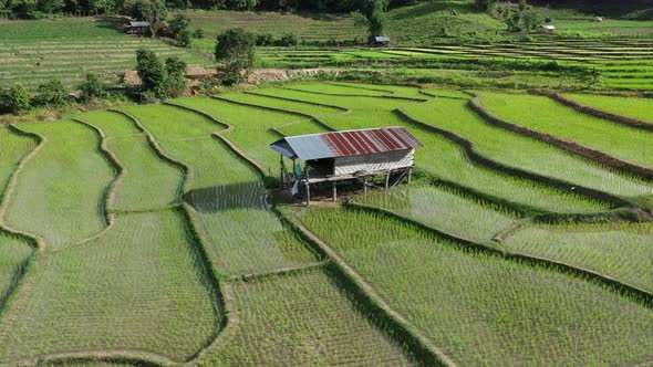 Aerial drone view of agriculture in rice on a beautiful field filled with water