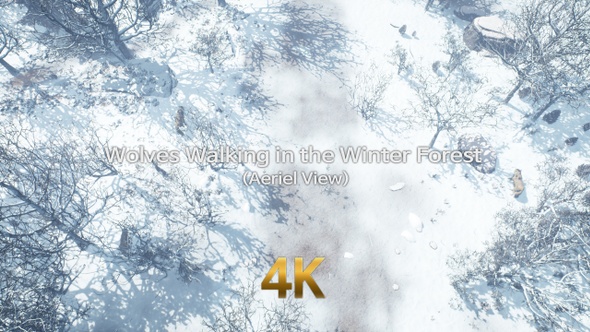 Wolves Walking In The Winter Forest 4K 04 (Aerial View)