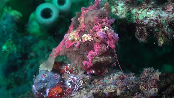 Dark green arty frogfish sitting on coral reef in the Philippines facing the camera.