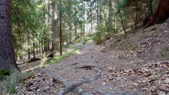 Forest path in the woods