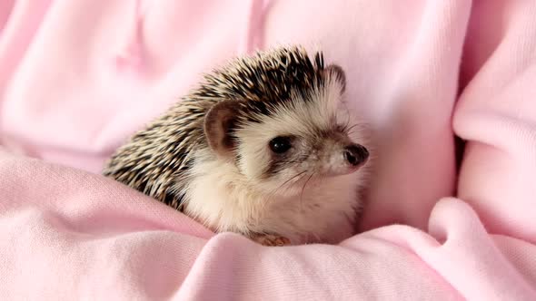 Hedgehog. African pygmy hedgehog close-up in female hands. Pets