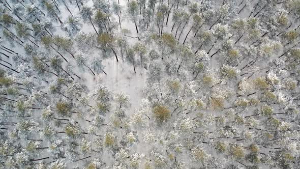 Top View of Young Pine Trees in Winter Siberian Forest with Radial Texture in Winter Forest