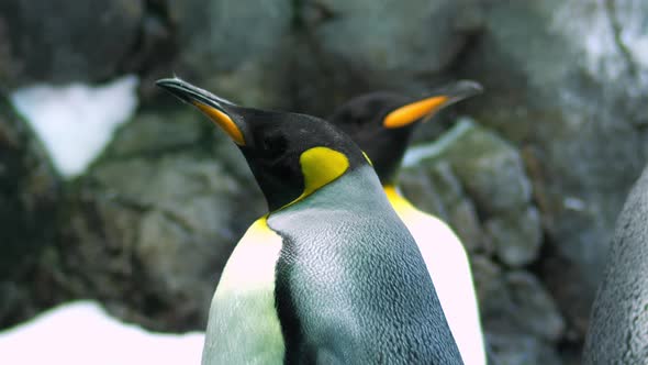 Two King penguins, close-up shot