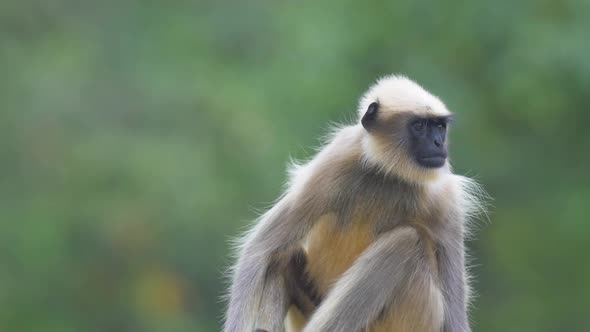 Male hanuman Langur monkey sits looking around in the evening as its hair flows in the wind