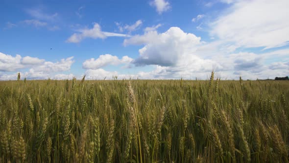 Wheat Field in the Countryside