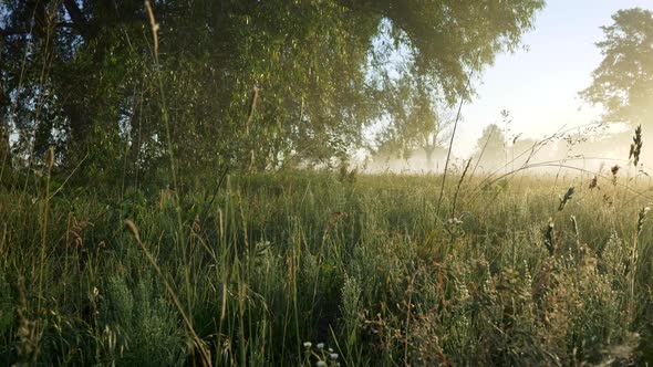 Summer Meadow Foggy Landscape in Morning Lights. Camera Moving Through Wet Green Grass. Steadicam