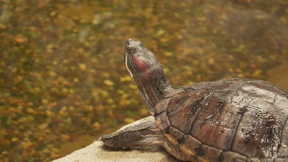 4k slider turtle stays alert out of the water, with head raised. red-eared slider (Trachemys scripta