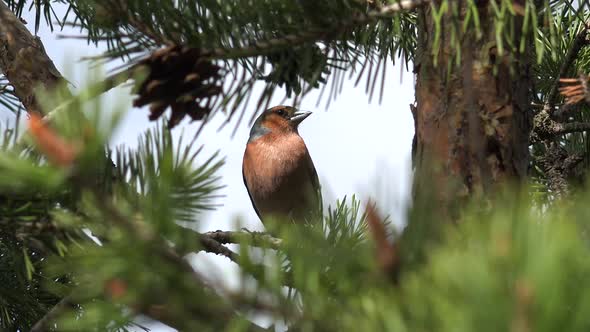 Little Brown Bird on the Tree Branch