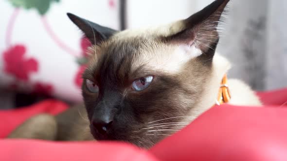 Siamese Cat Sitting with Frown and Angry Face at Home