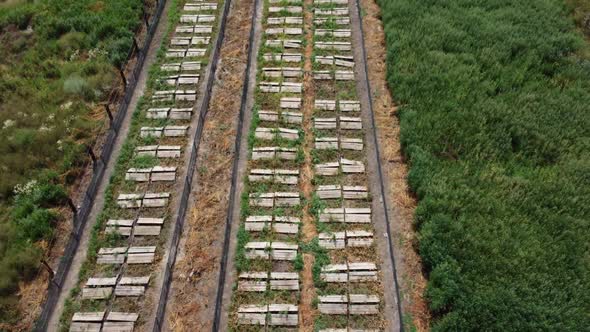 Snail Farm