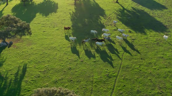 True Ecological Paradise with Cork Trees and Herd of Horses