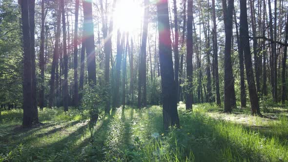 Wild Forest Landscape on a Summer Day