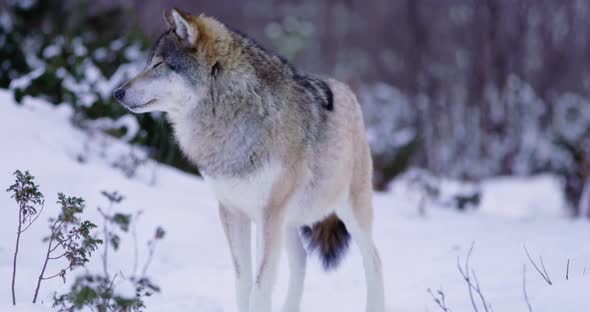 Submissive Wolf and Alpha Male in Winter Landscape