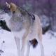 Submissive Wolf and Alpha Male in Winter Landscape - VideoHive Item for Sale