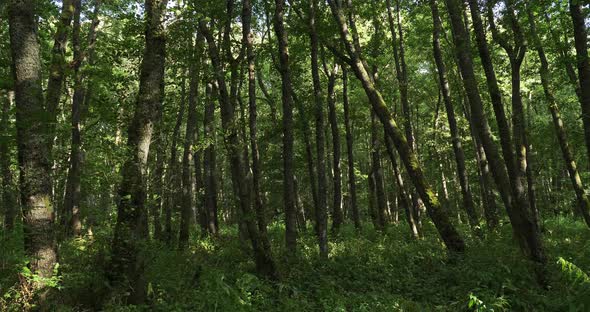 The forest closed to the Chambon lake, Murol, Puy de Dôme, Auvergne, France