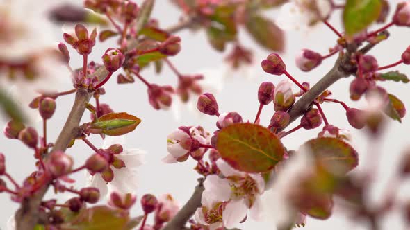 Sunny Spring Morning in Cherry Garden