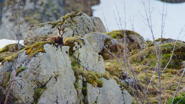 A chamois is sitting on top of a rock looking down the valley