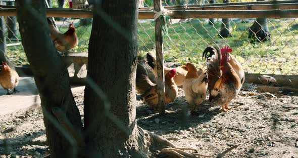 Brown Hens Walk Into a Chicken Coop on a Farm