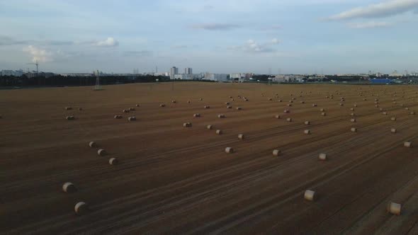 Straw collected in bales after the grain harvest.