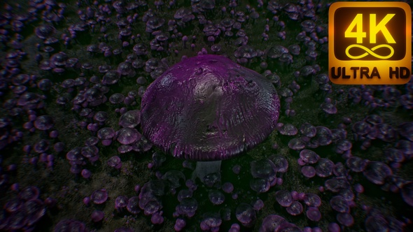 Infected Mushroom Vj Seamless Loop 4K for Background Videos Audiovisuals. Purple Dark mushroom black