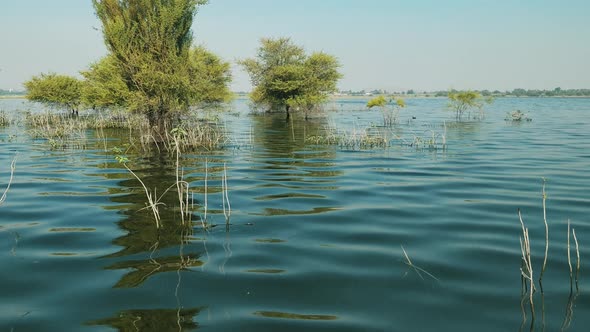 floating slowly through a mangrove marsh