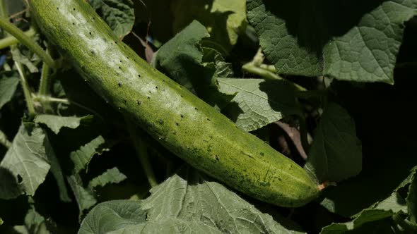 Gourd family vegetable Cucurbitaceae 4K 2160p 30fps UltraHD footage - Green cucumber creeping plant 