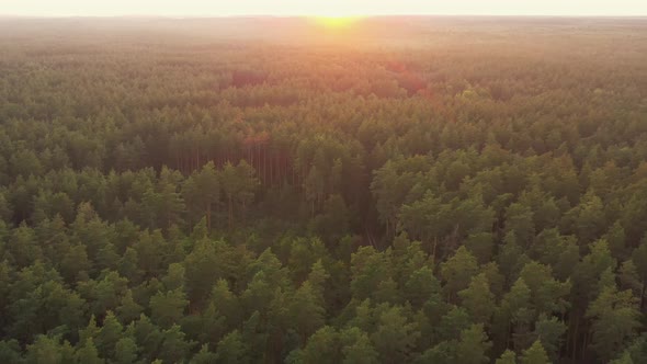 Aerial View Of Sunset Sky Above Green Forest Landscape In Sunny Evening