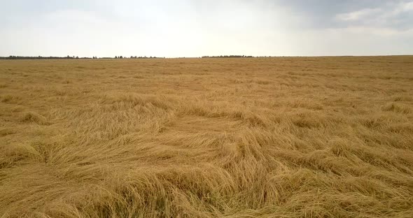 Fields Filled with Crop Against Sun Breaking Through Sky