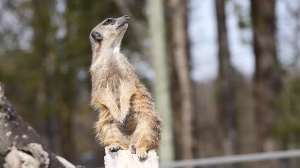 Cute Meerkat sitting on wooden pole and duck of the head in forest during summer -close up