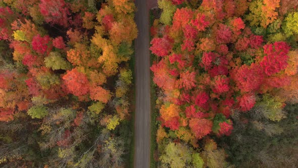 Amazing forest in fall colored by vivid reds and pinks with road & cabin
