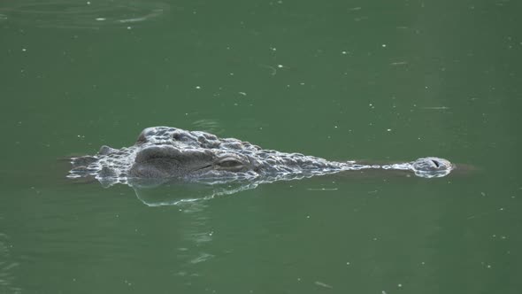 A top of crocodiles head over the green water