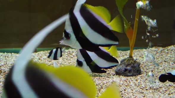 Schooling Bannerfish (Heniochus diphreutes) in water