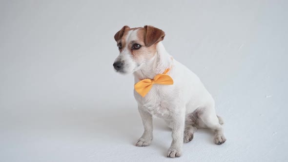 Studio Shot of an Adorable Calm Jack Russell Terrier with a Yellow Tie Tied Around His Neck in Front