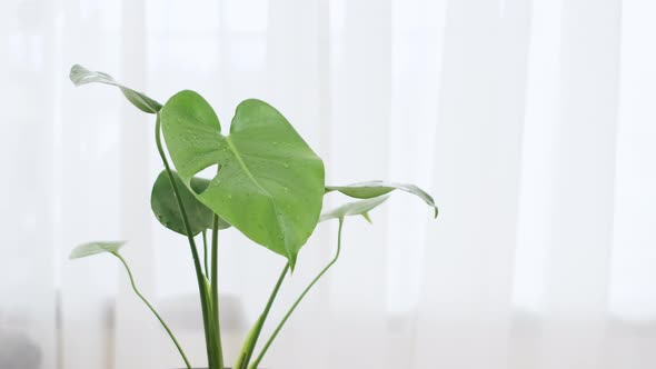 Monstera plant in a pot with bright green leaves placed on the table in the living room with white c