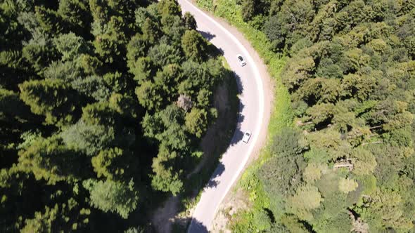 Driving Car Forest