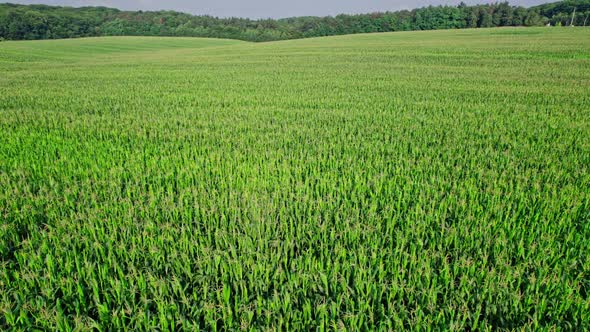 Beautiful Summer Landscape of a Corn Field