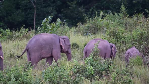 Four individuals moving towards the right during the afternoon; Indian Elephant, Elephas maximus ind